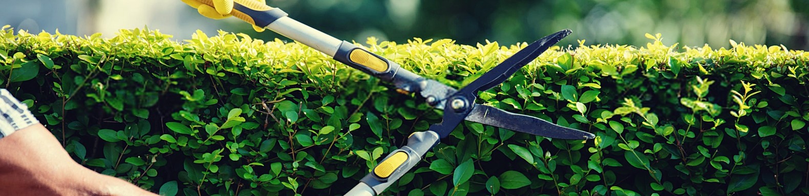 Hedge Shears